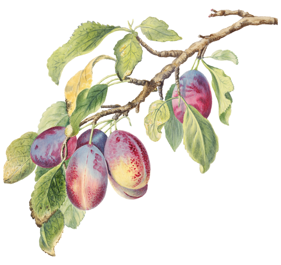 A vintage botanical illustration of ripe fruit on the branch